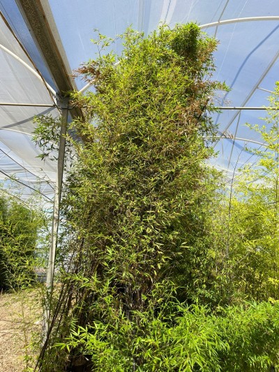 BAMBOUS Phyllostachys Nigra C/40 35 L.