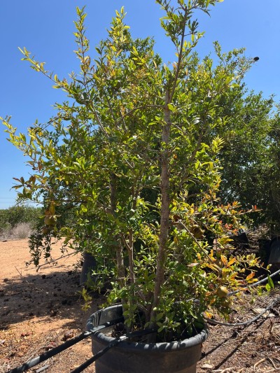 GRANADO Arbusto C/45 45 L.