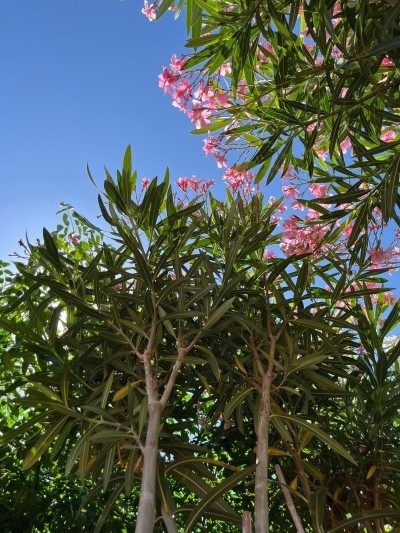 NERIUM Oleander Copa