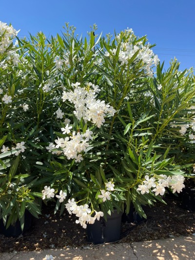 NERIUM Oleander Arbusto C/30 17 L.