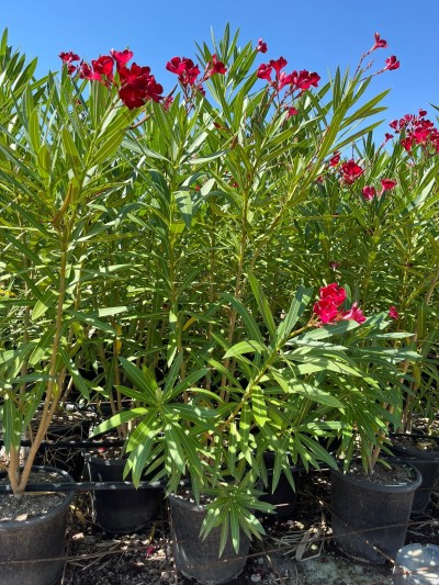 NERIUM Oleander Arbusto C/40 35 L.