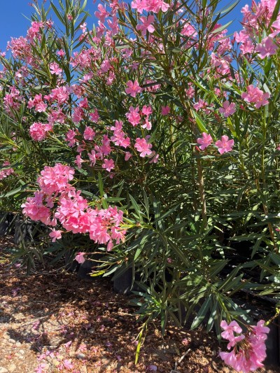 NERIUM Oleander Arbusto C/40 35 L.