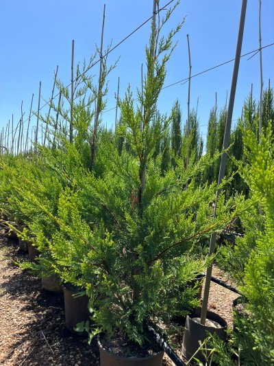 CUPRESSUS Leylandii