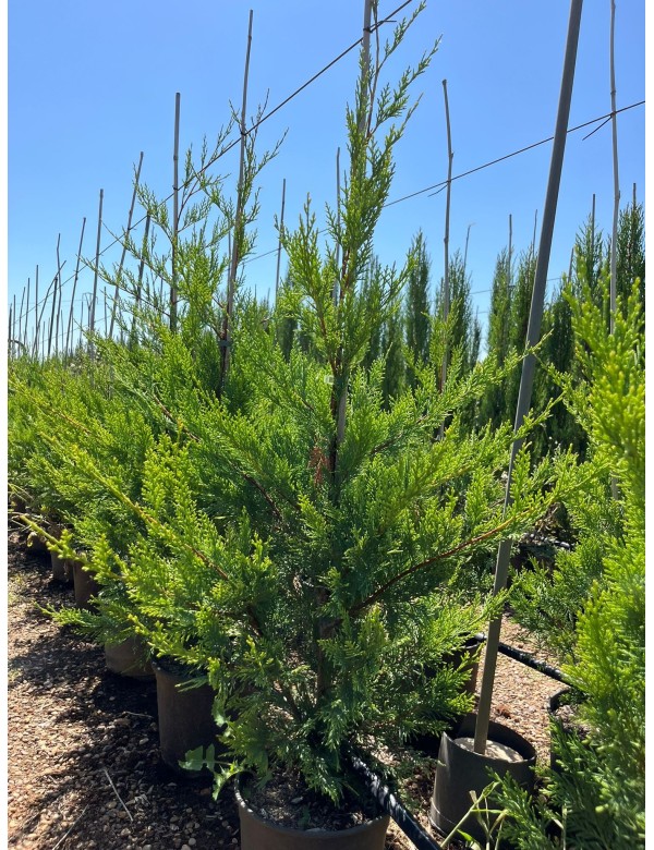 CUPRESSUS Leylandii