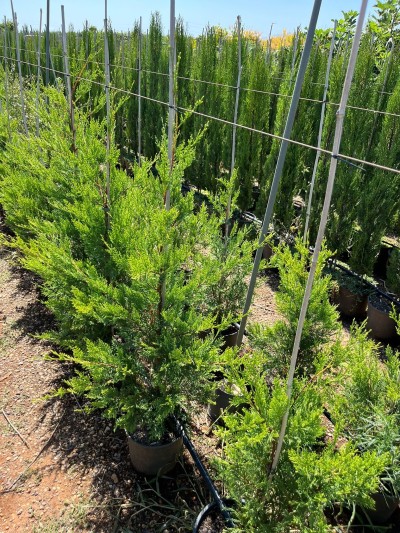 CUPRESSUS Leylandii