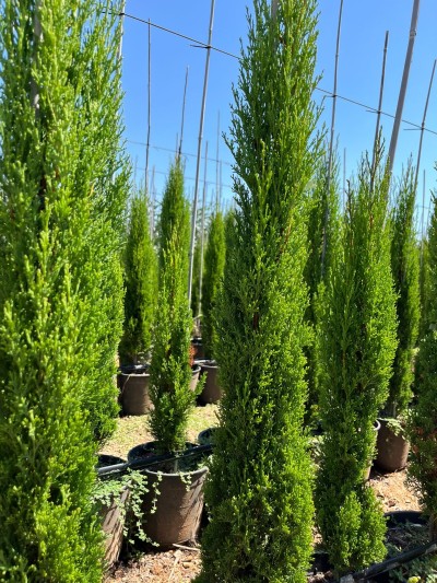 CUPRESSUS Totem