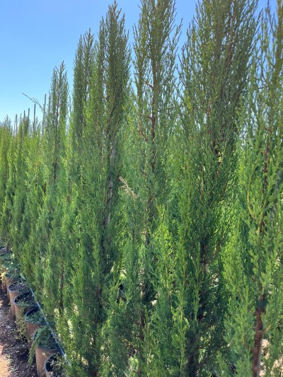 CUPRESSUS Stricta