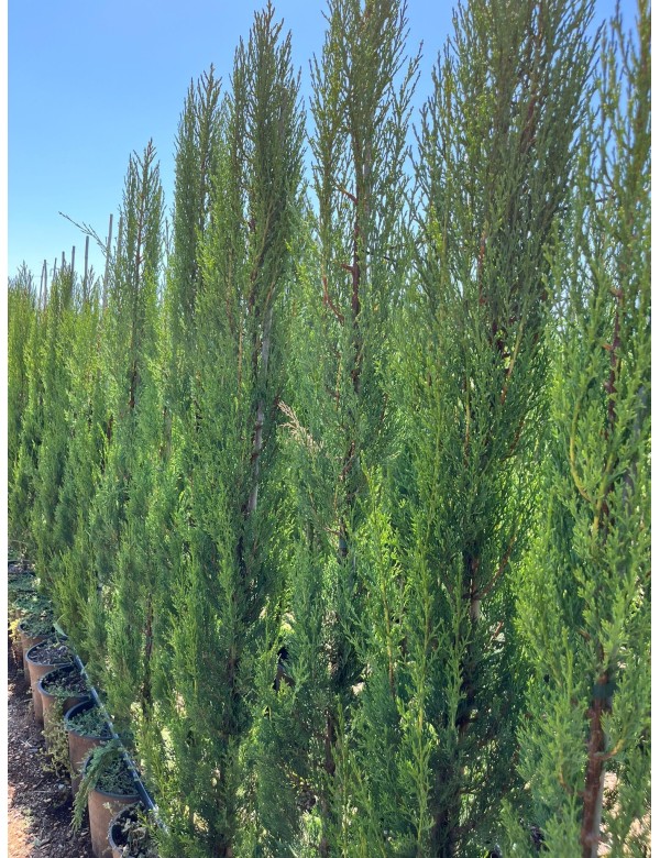 CUPRESSUS Stricta